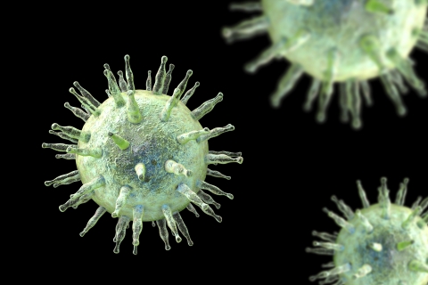 Epstein-Barr virus (EBV), computer illustration. EBV, also known as human herpes virus 4, is 1 of 8 herpes viruses that infects humans. It is best known as the cause of infectious mononucleosis (glandular fever), but is also associated with some forms of cancer, including Burkitt's lymphoma. In both infections, the virus infects one type of white blood cell, the B lymphocytes. Infection with EBV is common and usually harmless; additional factors potentiate the development of more serious diseases.