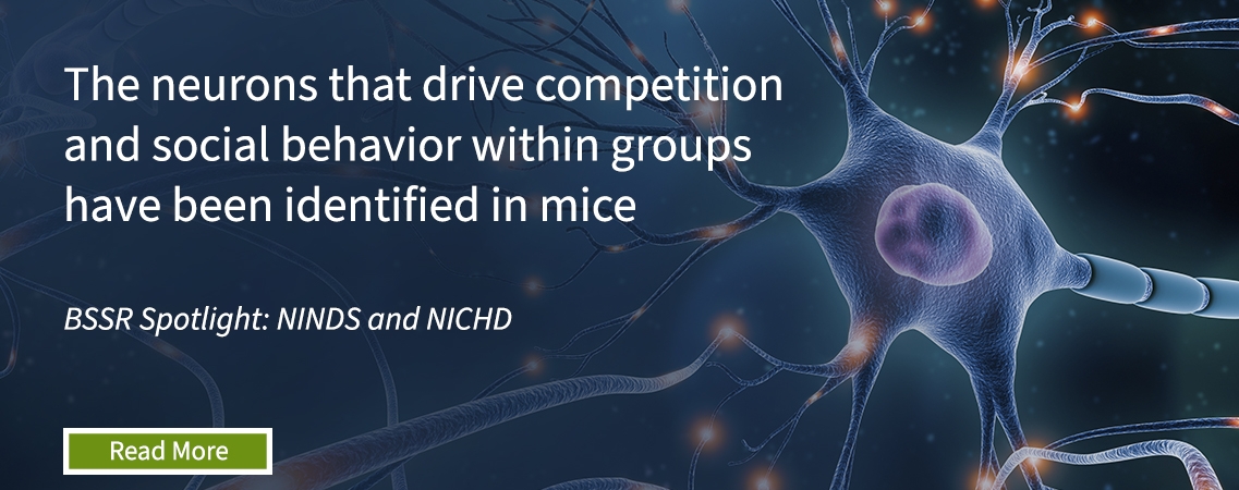 The neurons that drive competition and social behavior within groups have been identified in mice
